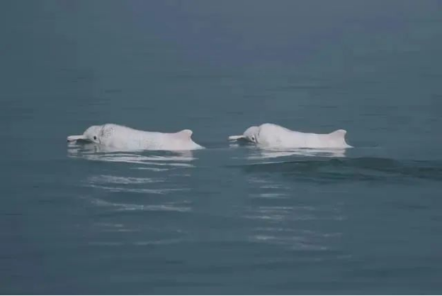 跳出捐款捐物，互联网大厂们做技术公益的逻辑和边界在哪？